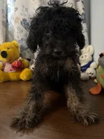 Milo, a male Yorkipoo for sale in Durham, CT – 4 of 10