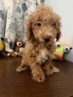 Linda, a female Havapoo for sale in Durham, CT – 10 of 10