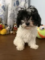 Moe , a male Bichpoo for sale in Durham, CT – 9 of 10