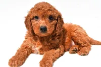 Fran, a female Miniature Goldendoodle for sale in Durham, CT – 7 of 9