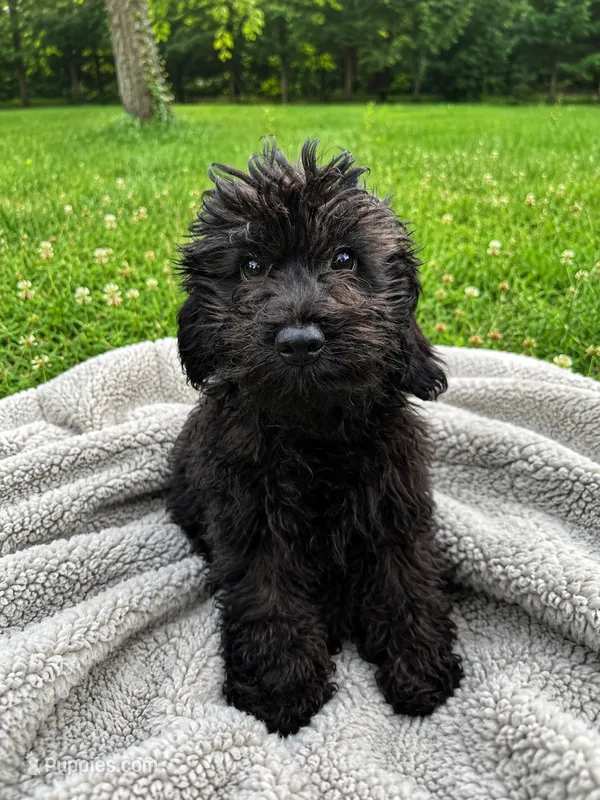 King – Cavapoo puppy for sale in Durham, CT