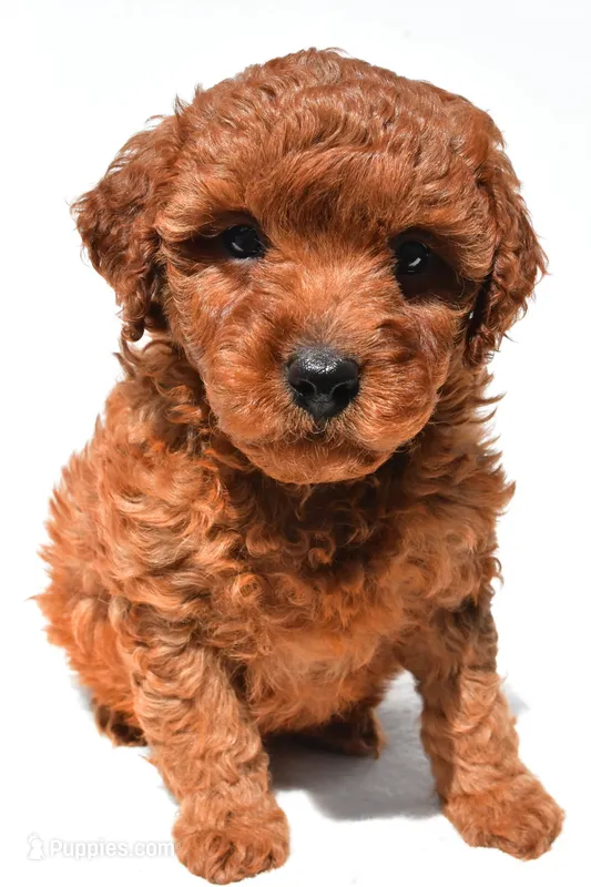 Fern – Miniature Goldendoodle puppy for sale in Durham, CT