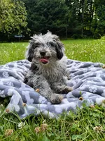 Lilly, a female Cavapoo for sale in Durham, CT – 4 of 10