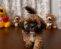 Cindy , a female Lhasa Apso for sale in Durham, CT – 6 of 10