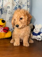 Bear, a male Miniature Goldendoodle for sale in Durham, CT – 2 of 10