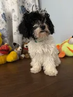 Moe , a male Bichpoo for sale in Durham, CT – 8 of 10