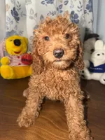 Daisey , a female Miniature Goldendoodle for sale in Durham, CT – 7 of 10