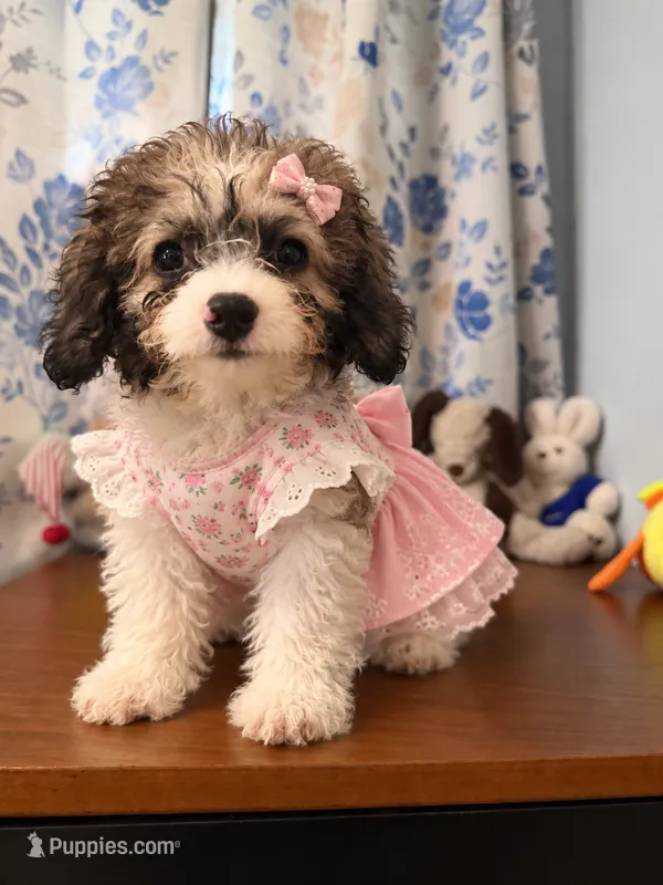 Daisy  – Cockapoo puppy for sale in Durham, CT