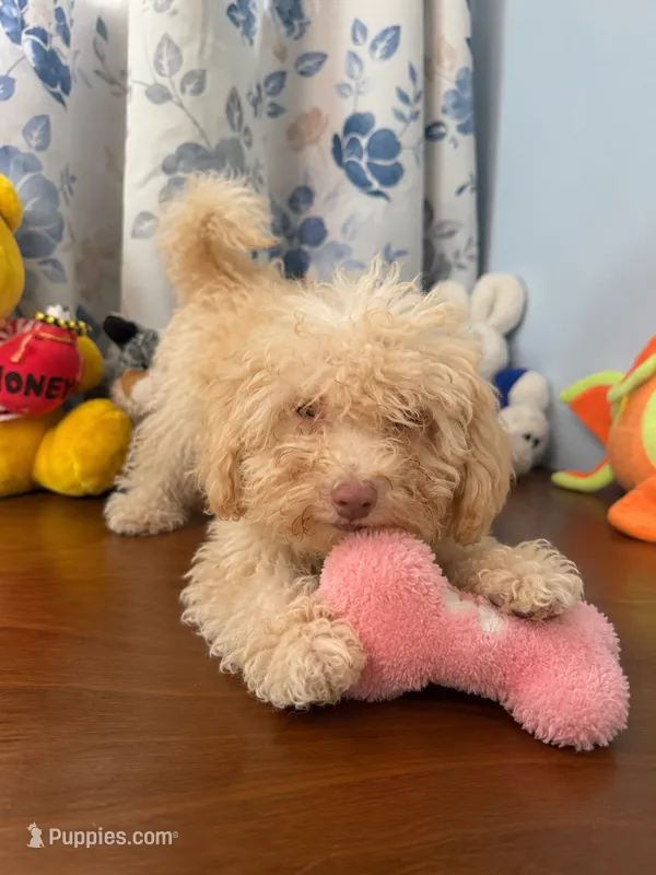 Jena  – Bichpoo puppy for sale in Durham, CT