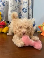 King, a male Bichpoo for sale in Durham, CT – 1 of 10