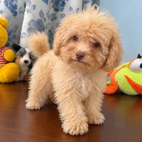 King, a male Bichpoo for sale in Durham, CT – 7 of 10
