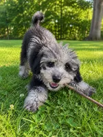 Lee, a male Cavapoo for sale in Durham, CT – 10 of 10