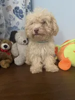 Jena , a female Bichpoo for sale in Durham, CT – 10 of 10