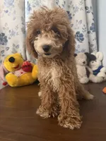 Manny, a male Havapoo for sale in Durham, CT – 8 of 10