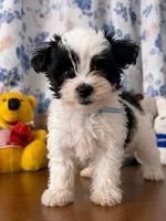 Joe , a male Morkie for sale in Durham, CT – 3 of 10