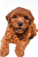 Fern, a female Miniature Goldendoodle for sale in Durham, CT – 6 of 10