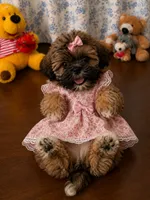 Cindy , a female Lhasa Apso for sale in Durham, CT – 3 of 10