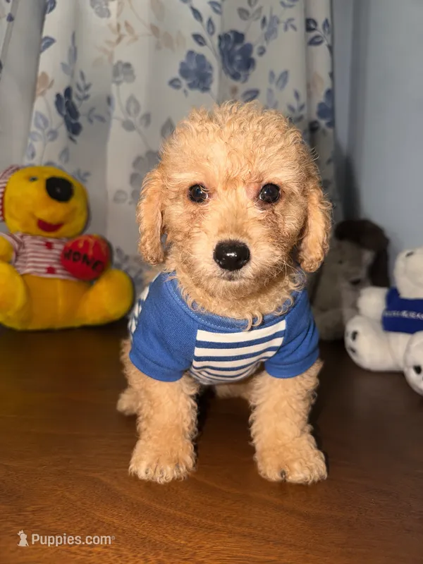 Sugar – Miniature Goldendoodle puppy for sale in Durham, CT