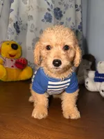 Sugar, a male Miniature Goldendoodle for sale in Durham, CT – 1 of 10