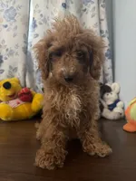 Lucy, a female Havapoo for sale in Durham, CT – 5 of 10