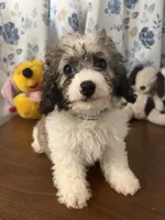 Daisy , a female Cockapoo for sale in Durham, CT – 8 of 10