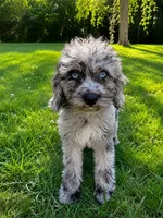Lina, a female Cavapoo for sale in Durham, CT – 2 of 10