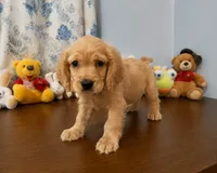 Bingo, a male Cocker Spaniel for sale in Durham, CT – 6 of 10