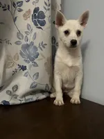 Cindy, a female Alaskan Klee Kai for sale in Durham, CT – Photo 4 of 10