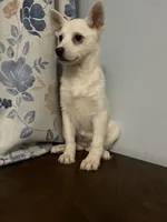 Cindy, a female Alaskan Klee Kai for sale in Durham, CT – Photo 1 of 10