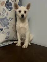 Cindy, a female Alaskan Klee Kai for sale in Durham, CT – Photo 7 of 10