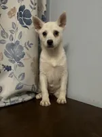 Cindy, a female Alaskan Klee Kai for sale in Durham, CT – Photo 2 of 10