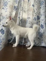 Cindy, a female Alaskan Klee Kai for sale in Durham, CT – Photo 9 of 10