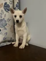 Cindy, a female Alaskan Klee Kai for sale in Durham, CT – Photo 9 of 10