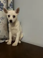 Cindy, a female Alaskan Klee Kai for sale in Durham, CT – Photo 6 of 10