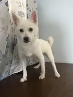 Cindy, a female Alaskan Klee Kai for sale in Durham, CT – Photo 5 of 10