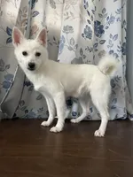 Cindy, a female Alaskan Klee Kai for sale in Durham, CT – Photo 10 of 10