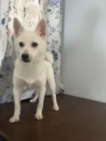 Cindy, a female Alaskan Klee Kai for sale in Durham, CT – Photo 3 of 10