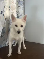 Cindy, a female Alaskan Klee Kai for sale in Durham, CT – Photo 4 of 10