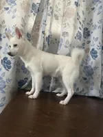 Cindy, a female Alaskan Klee Kai for sale in Durham, CT – Photo 8 of 10