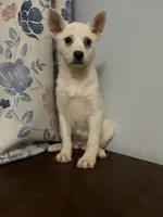 Cindy, a female Alaskan Klee Kai for sale in Durham, CT – Photo 5 of 10