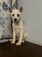 Cindy, a female Alaskan Klee Kai for sale in Durham, CT – Photo 3 of 10