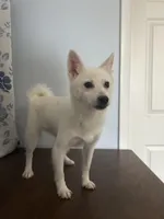 Cindy, a female Alaskan Klee Kai for sale in Durham, CT – Photo 2 of 10