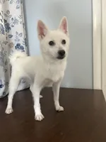 Cindy, a female Alaskan Klee Kai for sale in Durham, CT – Photo 7 of 10