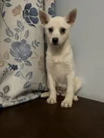 Cindy, a female Alaskan Klee Kai for sale in Durham, CT – Photo 8 of 10