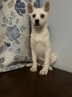 Cindy, a female Alaskan Klee Kai for sale in Durham, CT – Photo 10 of 10