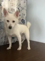 Cindy, a female Alaskan Klee Kai for sale in Durham, CT – Photo 6 of 10