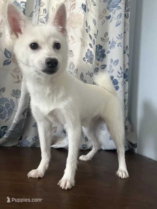 Cindy – Alaskan Klee Kai puppy for sale in Durham, CT