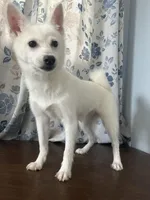 Cindy, a female Alaskan Klee Kai for sale in Durham, CT – Photo 1 of 10