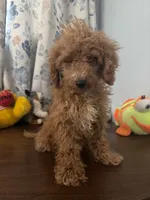 Lucy, a female Havapoo for sale in Durham, CT – 3 of 10