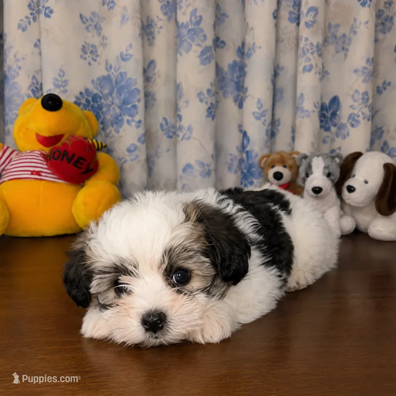 Willy  – Morkie puppy for sale in Durham, CT